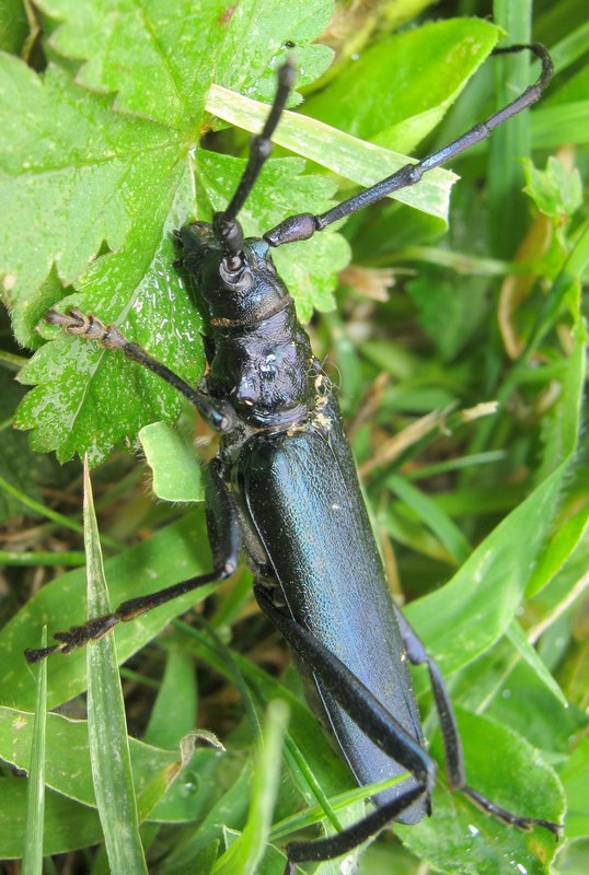 Aromia moschata?